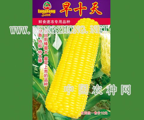 早十天玉米
